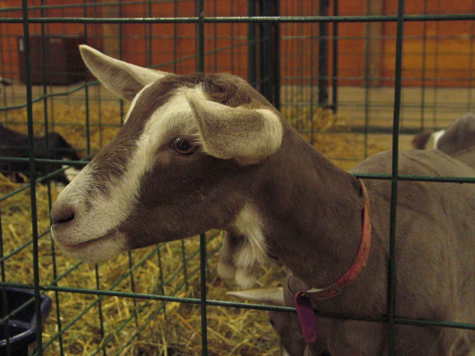 Goat at the Kimberton Fair
Image © Frederick Monsimer