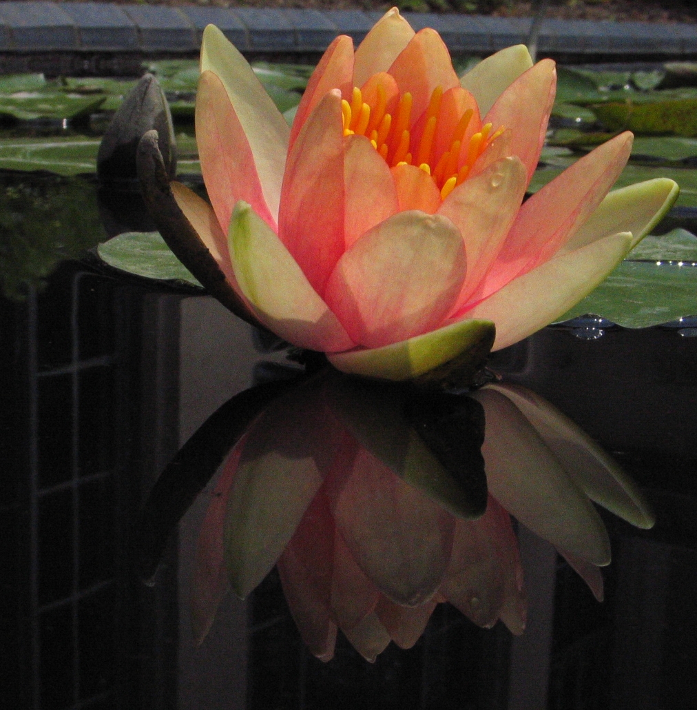 "Waterlily at Longwood Gardens