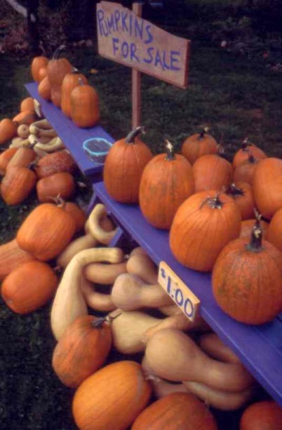 Pumpkins for sale
Image © Frederick Monsimer